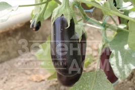 Семена баклажана Эльдорадо F1 / Eldorado F1, 60-65 дней купить оптом и в розницу в Украине по выгодной цене