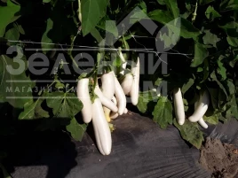 Семена баклажана Вайтмен F1 (INX 1644) / Whiteman F1 (INX1644) купить оптом и в розницу в Украине по выгодной цене