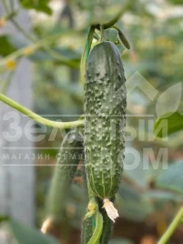 Семена огурцов Баде F1 / Bade F1 купить оптом и в розницу в Украине по выгодной цене