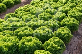 Семена салата Лиадин / Liadine купить оптом и в розницу в Украине по выгодной цене