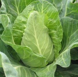 Насіння капусти білокачанної Редженсі F1 / Redjensi F1 купити оптом і в роздріб в Україні за вигідною ціною