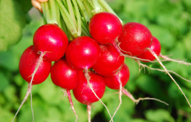 Насіння редису Марта / Marta купити оптом і в роздріб в Україні за вигідною ціною