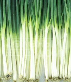 Лук на перо Винтер Силвер / Winter Silver,58-62 дня купить оптом и в розницу в Украине по выгодной цене