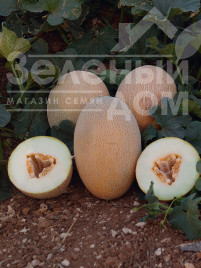 Насіння дині Оксана F1 / Oksana F1,65-70 днів купити оптом і в роздріб в Україні за вигідною ціною