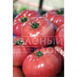 Семена томатов ВП-2 F1 / VP-2 F1,105-115 дней купить оптом и в розницу в Украине по выгодной цене