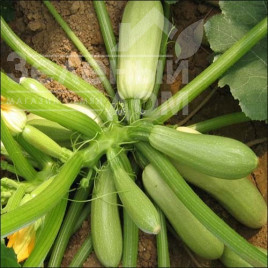 Насіння кабачків Карамболь F1 (Карамба F1) / Carambol F1 (Caramba F1) купити оптом і в роздріб в Україні за вигідною ціною