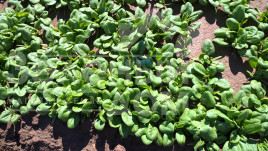 Насіння шпинату Каррера F1 / Carrera F1 купити оптом і в роздріб в Україні за вигідною ціною