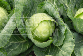 Насіння капусти білокачанної Раніні F1 / Ranini F1,48-50 днів купити оптом і в роздріб в Україні за вигідною ціною