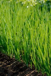 Цибуля на перо Кайгаро / Kaygaro,54 дні купити оптом і в роздріб в Україні за вигідною ціною