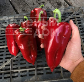 Насіння солодкого перцю Навігатор F1 / Navigator F1,67-70 днів купити оптом і в роздріб в Україні за вигідною ціною