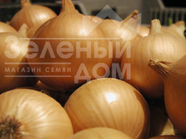 Цибуля ріпчаста Аліце / Alice,123-128 днів купити оптом і в роздріб в Україні за вигідною ціною