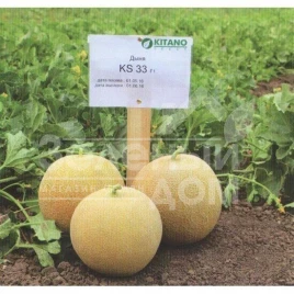 Семена дыни КС 33 F1 / KS 33 F1,60-65 дней купить оптом и в розницу в Украине по выгодной цене