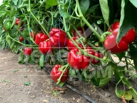 Семена сладкого перца Банкерс F1 / Bancers F1 купить оптом и в розницу в Украине по выгодной цене