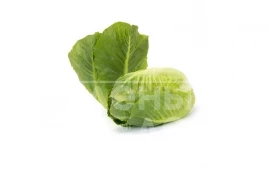 Семена салата Тендита / Tendita купить оптом и в розницу в Украине по выгодной цене