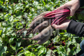 Насіння буряка Таунус F1 / Taunus F1,110 днів купити оптом і в роздріб в Україні за вигідною ціною