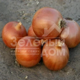 Лук репчатый Копер Бол F1 / Copper Ball F1,110-116 дней купить оптом и в розницу в Украине по выгодной цене