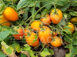 Семена томатов Оранж Плам F1 / Orange Plam,100 дней купить оптом и в розницу в Украине по выгодной цене