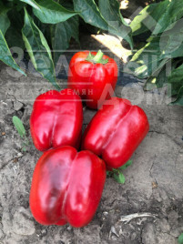 Насіння солодкого перцю Стріт F1 / Street F1 купити оптом і в роздріб в Україні за вигідною ціною