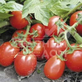 Семена томатов Рио Гранде / Rio Grande,120 (Lark Seeds) купить оптом и в розницу в Украине по выгодной цене