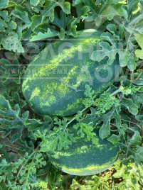 Насіння кавуна Аміна F1 / Amina F1, 62-65 днів купити оптом і в роздріб в Україні за вигідною ціною