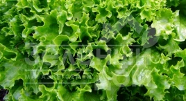 Семена салата Златава / Zlatava купить оптом и в розницу в Украине по выгодной цене