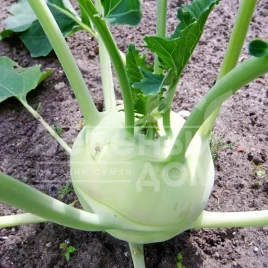 Семена капусты кольраби Гигант / Gigant ,100-120 дней купить оптом и в розницу в Украине по выгодной цене