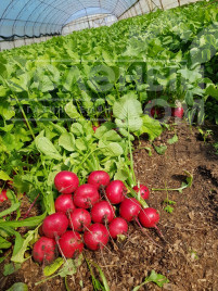 Насіння редису Вієнна F1 / Vienna F1 купити оптом і в роздріб в Україні за вигідною ціною