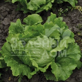 Семена салата Робинсон / Robinson купить оптом и в розницу в Украине по выгодной цене