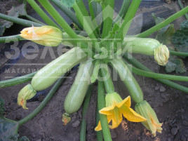 Насіння кабачків Кавілі F1 / Cavili F1,42-44 дні купити оптом і в роздріб в Україні за вигідною ціною