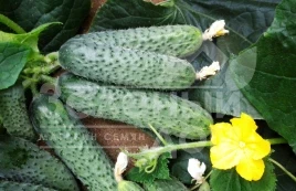 Семена огурцов Солон F1 / Solon F1,40-42 дня купить оптом и в розницу в Украине по выгодной цене