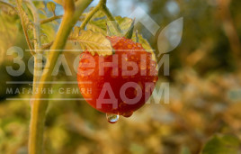 Насіння томатів Ягодо F1 / Yagodo F1,60-70 днів купити оптом і в роздріб в Україні за вигідною ціною