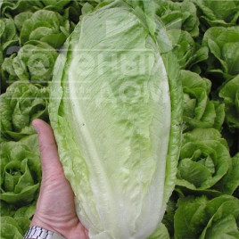 Насіння салату Гелбус / Gelbus купити оптом і в роздріб в Україні за вигідною ціною
