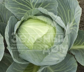 Семена капусты белокочанной Сторема F1 / Storema F1,130-140 дней купить оптом и в розницу в Украине по выгодной цене