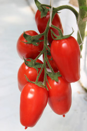 Насіння томатів Айдар F1 / Ajdar F1,70-75 днів купити оптом і в роздріб в Україні за вигідною ціною