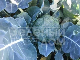 Семена капусты брокколи Сигно F1 / Signo F1 купить оптом и в розницу в Украине по выгодной цене