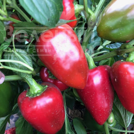 Насіння солодкого перцю Комбат F1 / Combat F1,60 днів купити оптом і в роздріб в Україні за вигідною ціною