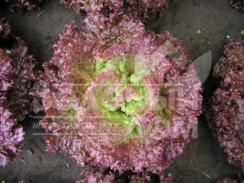 Семена салата Росет / Roset купить оптом и в розницу в Украине по выгодной цене