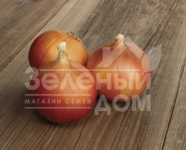 Лук репчатый Аруба F1 / Aruba F1,100-110 дней купить оптом и в розницу в Украине по выгодной цене