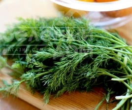 Семена укропа Алигатор / Aligator купить оптом и в розницу в Украине по выгодной цене