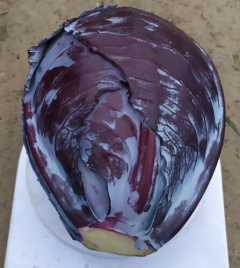 Насіння капусти червоноголової Техас F1 / Texas F1,120 днів купити оптом і в роздріб в Україні за вигідною ціною