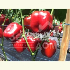 Семена сладкого перца Ред Дир F1 / Red Dir F1, 65-70 дней купить оптом и в розницу в Украине по выгодной цене