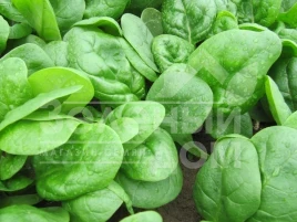 Семена шпината Кугар F1 / Cougar F1 купить оптом и в розницу в Украине по выгодной цене