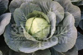 Семена капусты белокочанной Уникат F1 / Unikat F1,70-80 дней купить оптом и в розницу в Украине по выгодной цене