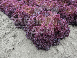 Насіння салату Матадор / Matador купити оптом і в роздріб в Україні за вигідною ціною