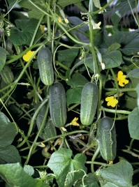 Семена огурцов Аккорд F1 / Akord F1,40-45 дней купить оптом и в розницу в Украине по выгодной цене