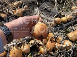 Лук репчатый Торус F1 / Torus F1, 90-100 дней купить оптом и в розницу в Украине по выгодной цене