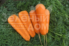 Насіння моркви Болівар F1 / Bolivar F1,110-115 днів купити оптом і в роздріб в Україні за вигідною ціною