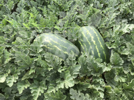 Насіння кавуна Турбо 840 F1 / Turbo 840 F1 купити оптом і в роздріб в Україні за вигідною ціною