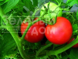 Семена томатов Куманек F1 / Kumanek F1, 90-95 дней купить оптом и в розницу в Украине по выгодной цене
