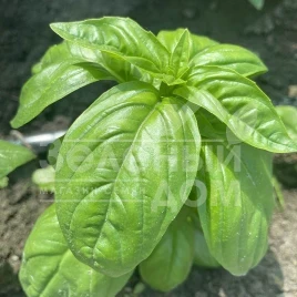 Семена базилика Грин Дом / Grin Dom купить оптом и в розницу в Украине по выгодной цене